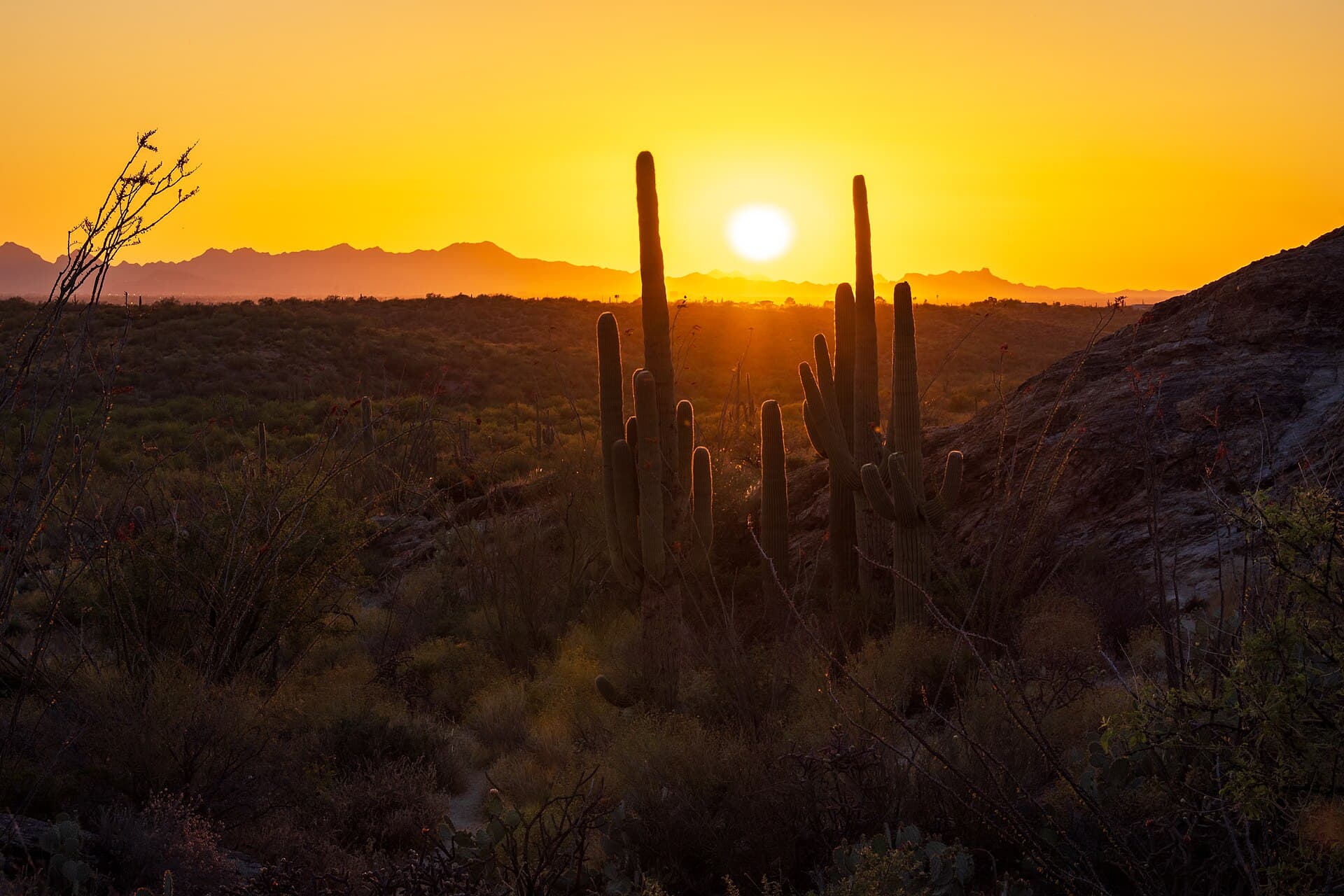 Saguaro cacti at sunset, Saguaro National Park East, Tucson Arizona